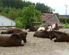 Erlebnisreitschule Mai 2006_31