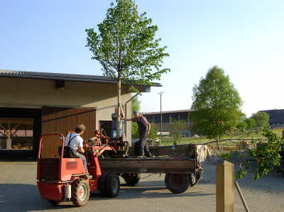 Hoflinde07