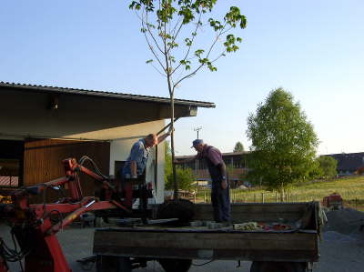 Hoflinde18