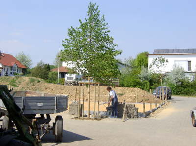 Hoflinde28