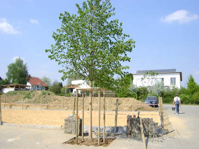 Hoflinde29